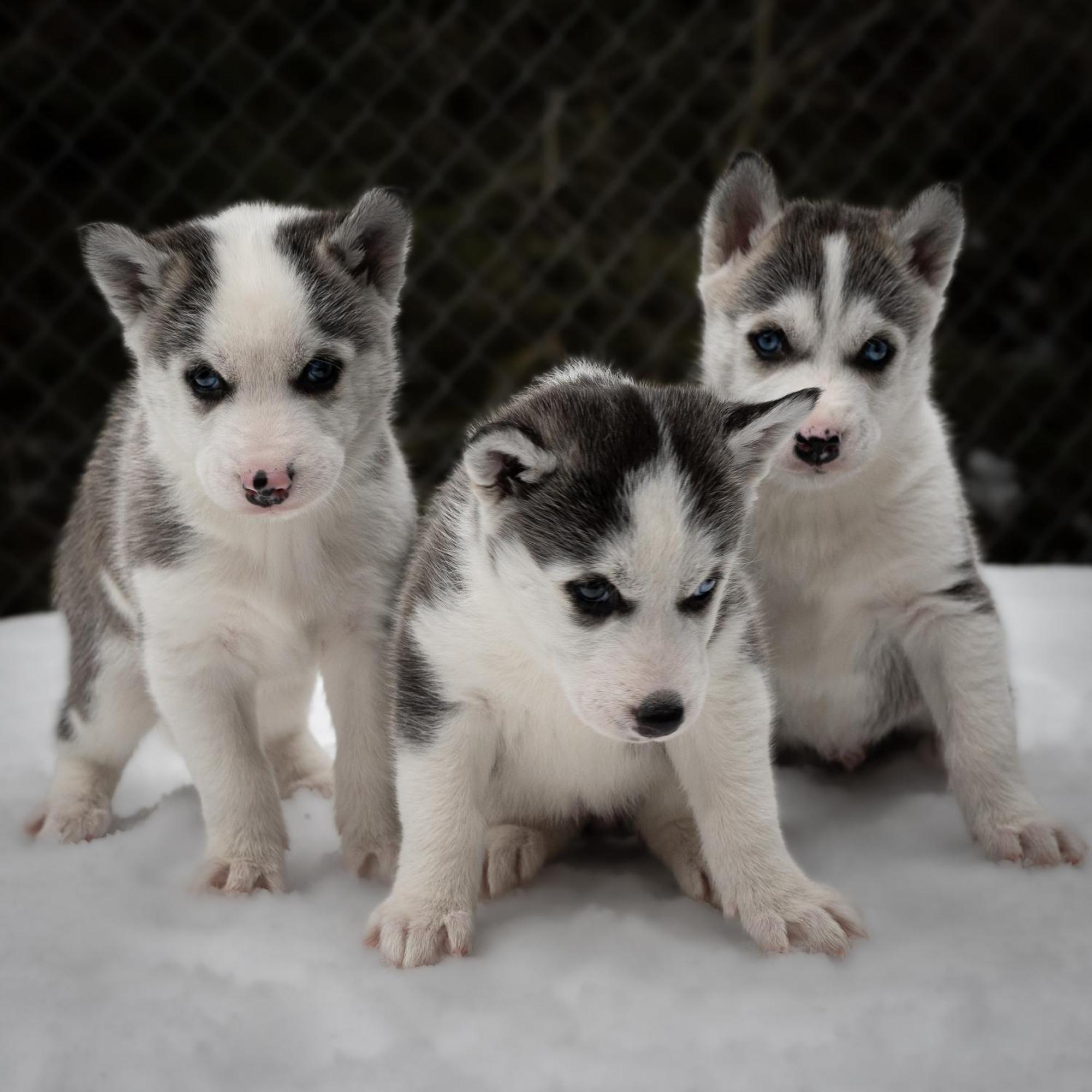 Huettenhotel Husky Lodge Muotathal Ngoại thất bức ảnh