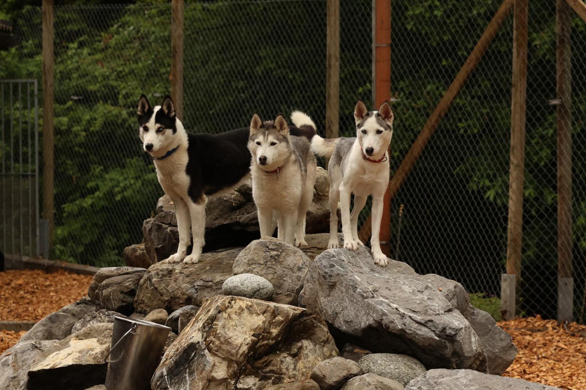 Huettenhotel Husky Lodge Muotathal Ngoại thất bức ảnh