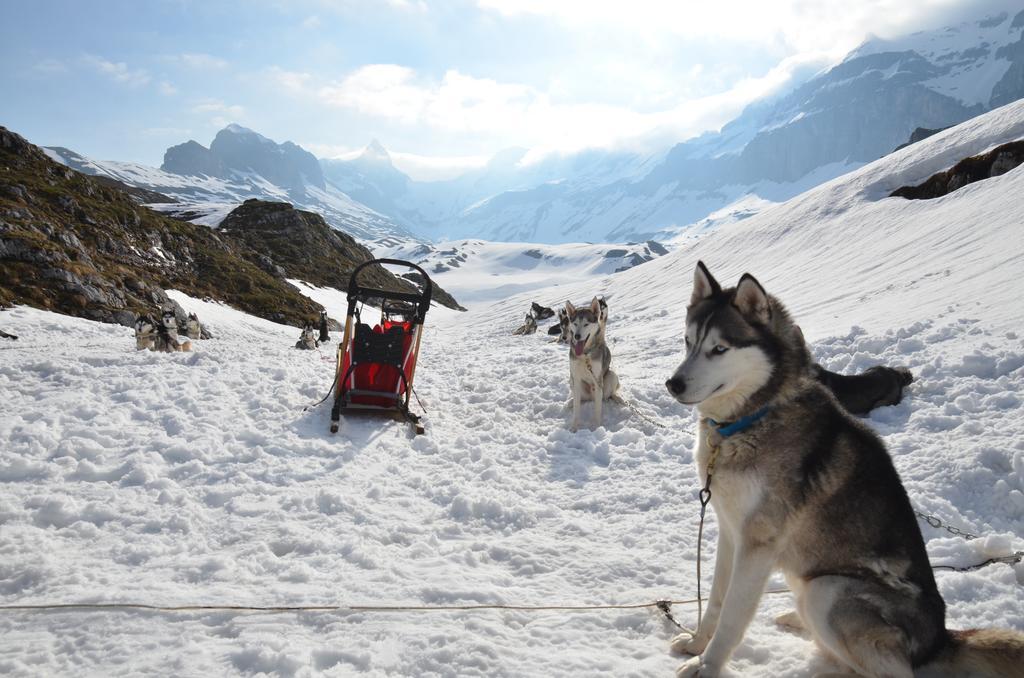 Huettenhotel Husky Lodge Muotathal Ngoại thất bức ảnh